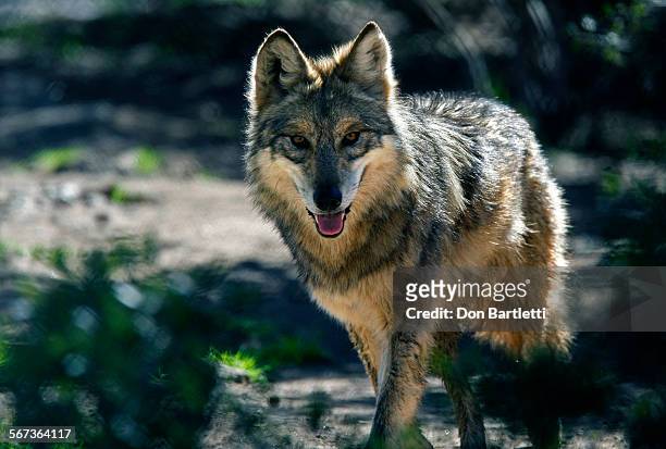 Female Mexican gray wolf in a captive breeding enclosure at the California Wolf Center near Julian, CA on Feb 4, 2015. The Mexican wolf or "El Lobo"...
