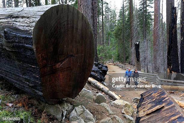 Visitors to the Mariposa Grove walk on snow-free trails among the giant tress and stumps January 22, 2015 in Yosemite National Park.