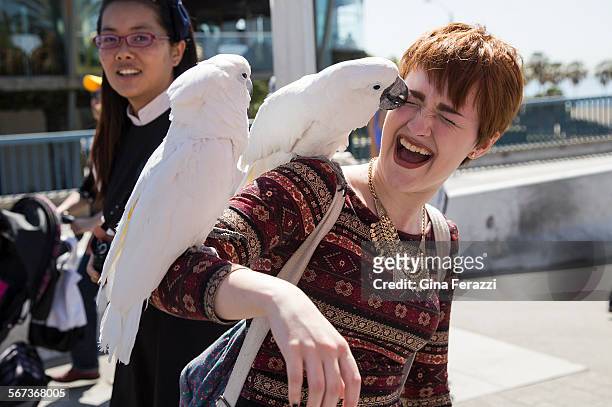 Visiting college student Sara Kipin of Pittsburgh gets an affectionate peck from a cockatoo while visiting Palisades Park at the Santa Monica Pier...