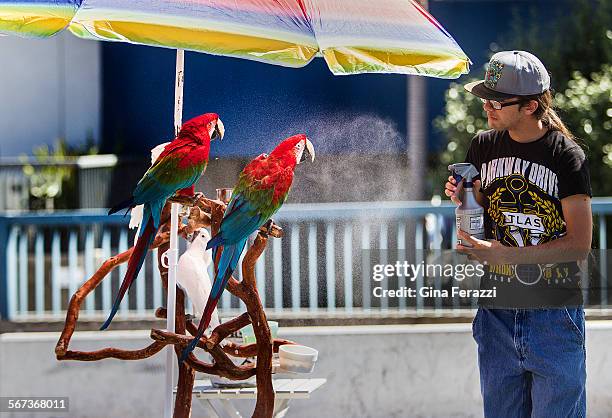 Alex Hurtado spritzes red parrots and white cockatoos with water to keep them cool at Palisades Park near the Santa Monica Pier where exotic bird...
