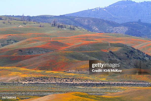 The weekend's unseasonable record heat has prematurely cooked most of the color right out of most of the annual blooms of California poppies in the...