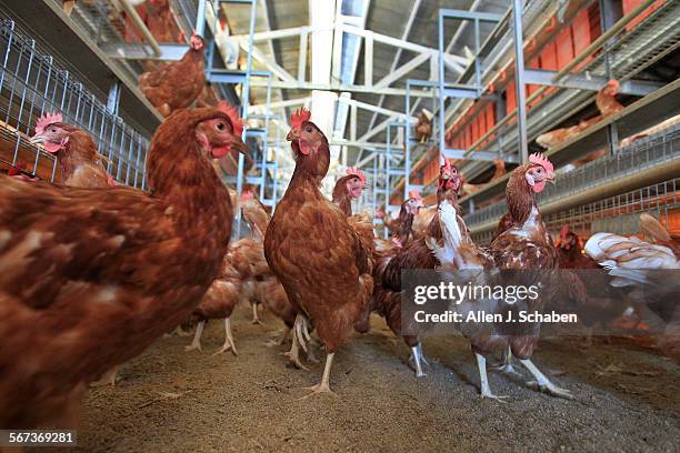 Brown Leghorn and white Leghorn chickens roam about a cage-free aviary system barn at Hilliker's Ranch Fresh Eggs, a family business since 1942, in...