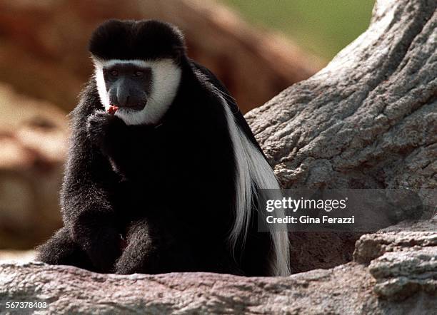 Attract.6.0523.GFSAN DIEGO A Kikuyu colobus monkey munches on an afternoon snack at the new Heart of Africa attraction at the Wild Animal Park in...