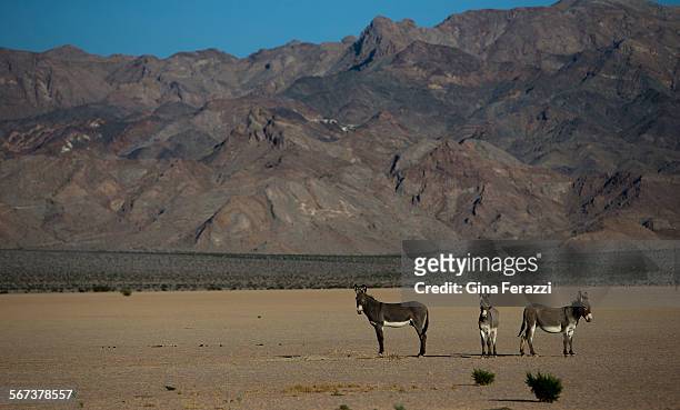 Wild burros hang out near a dry lake bed in front of the Silurian Hills on October 9, 2014 in Silurian Valley, California. The serene landscape could...