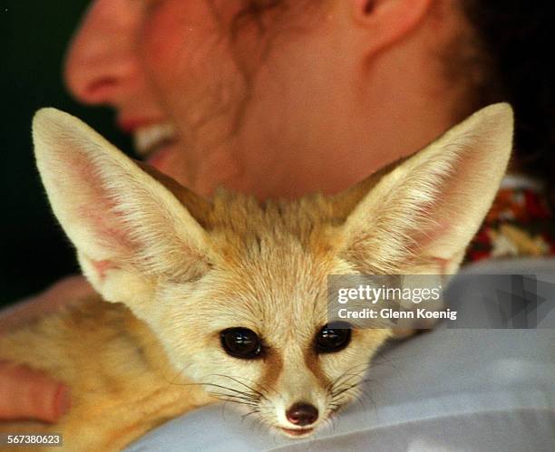 Zoo.Zinder.0823.GKMelissa Coy holds ÒZinder Ò a Fennec Fox . Guests were able to have their picture taken with Zinder. During the Zoofari benefit at...