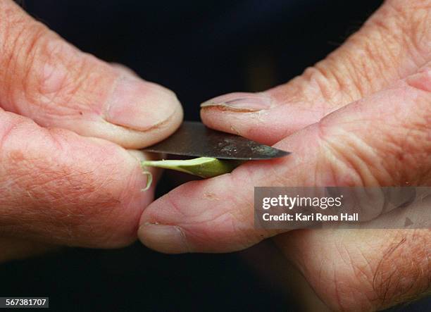 Bob Hunt of Anaheim uses a pocket knife to trim the scion wood of a Mutsu apple branch into a wedge to match up the cadmium for grafting into the...