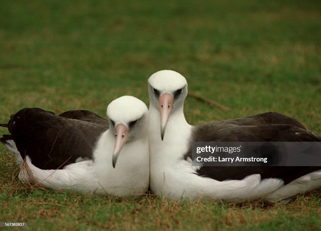 SP.midway.#4.1204.LA/G A nesting pair of Laysan Albatross popularly know as "Gooney Birds", on Midwa