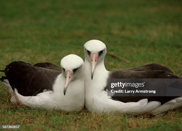 Midway.#4.1204.LA/G A nesting pair of Laysan Albatross popularly know as "Gooney Birds", on Midway Atoll. Sports server