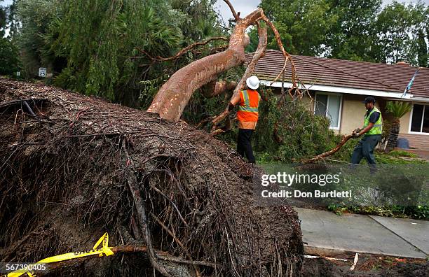 Rootball Trees Tree Root Ball Photos and Premium High Res Pictures - Getty Images
