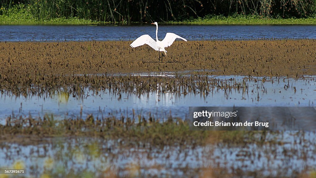 WILLIAMS, CA - MAY 22, 2013: An egret spreads its wings in the Colusa National Wildlife Refuge May 2