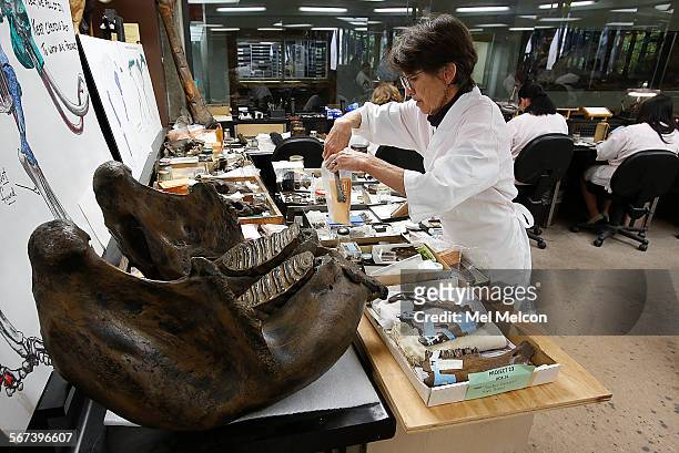 Volunteer Coordinator Shelley Cox categorizes parts of an adult bison, dated 42,000 years ago, while working inside the fossil lab in the Page Museum...