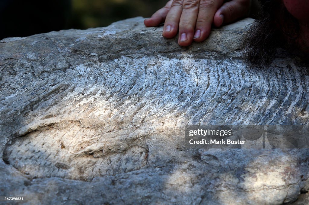 RANCHO PALOS VERDES, CALIFORNIA, AUGUST 1, 2014: A close-up of the fossilized baleen on a 12-million