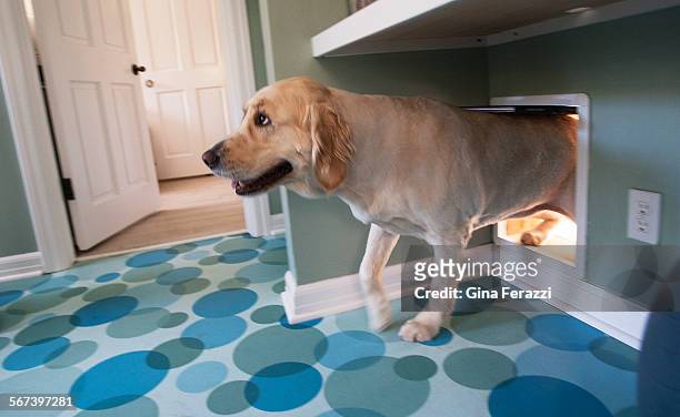 Lucy, a 2-year-old golden retriever, sporting her summer cut enters her dog room from outside through the doggie door l at Gayle Plessner's home July...