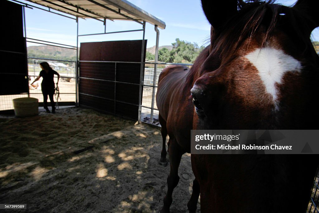 SANTA CLARITA, CA-JUNE 23, 2014:  Return of the King is a horse that was owned by the Ortega family 