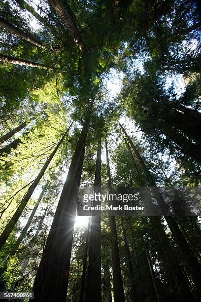 April 22, 2014: The sun peeks through surrounding Humboldt redwoods and fir trees at Prairie Creek Redwoods State Park April 22, 2014