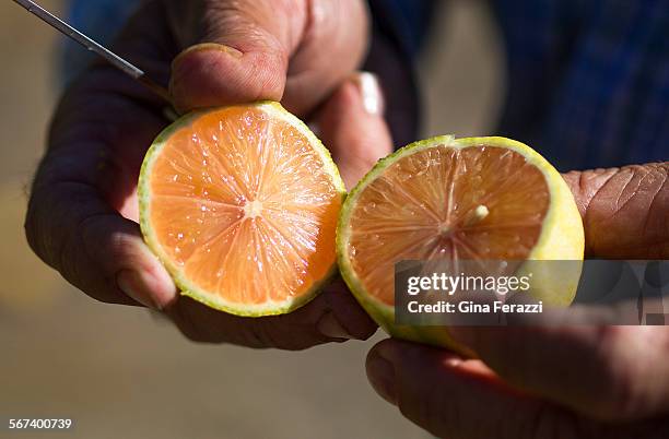 Derek Knobel, vice president of Ranch Operations, slices open a hybrid lemon, one with a pink center, at Rancho Mission Viejo 400 acre farm on June...