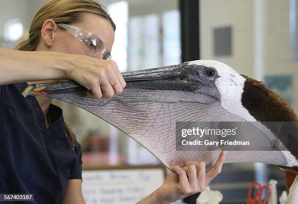 Kelly Berry, a rehabiltation technician, gives a physical exam to "Pink the Pelican" at the International Bird Rescue before being released on June 3...