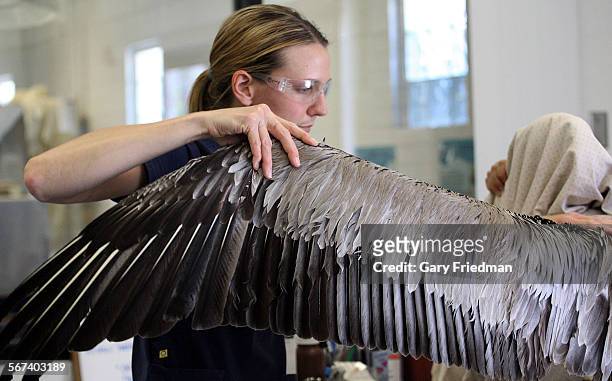 Kelly Berry, a rehabiltation technician, gives a physical exam to "Pink the Pelican" at the International Bird Rescue before being released on June 3...
