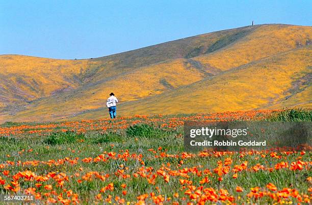 Man walks toward hills of goldfield, in the fields near the Antelope Valley Poppy Reserve, Saturday, March 12 near the Lancaster area of Los Angeles...