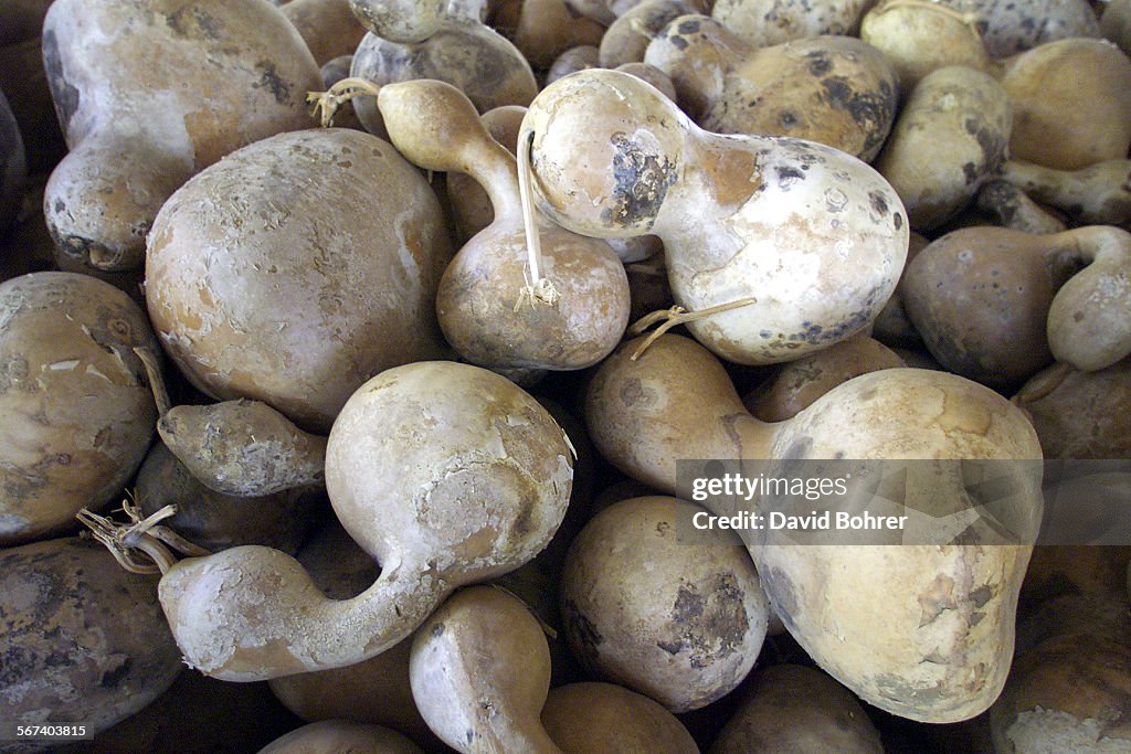 From the Tree Mover Tree and Gourd Farm (cq) in Palmdale, some examples of the vinegrown gourd. The