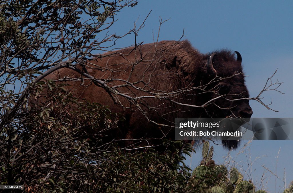 AVALON, CA - MAY 29, 2014: Massive bison pauses near dried up branch reaching out like fingers as th