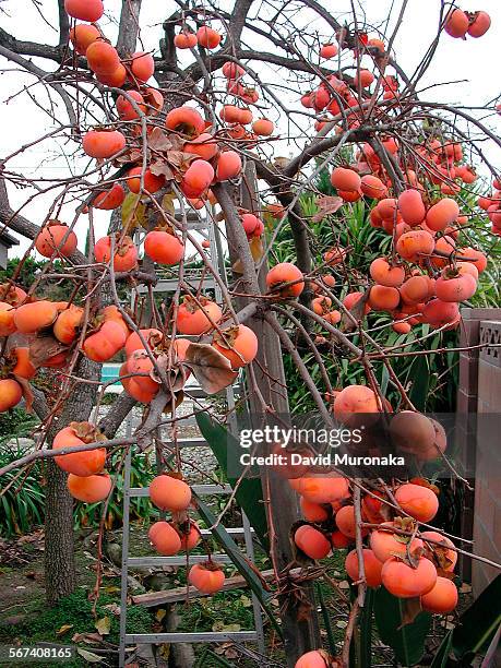 Hearty Fuyu Persimmon crop from a tree in Hacienda Heights. This tree is about 25 years old.