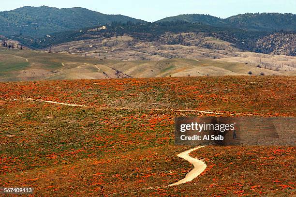 People walk through the fields of wildflowers at the Antelope Valley California Poppy Preserve near Lancaster on April 23, 2014. What the state park...