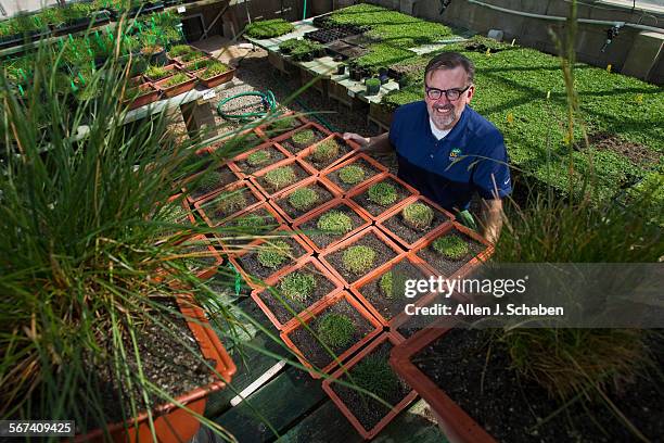 Riverside turfgrass specialist and researcher Jim Baird is surrounded by test parcels of different grasses he is studying for drought tolerance at UC...