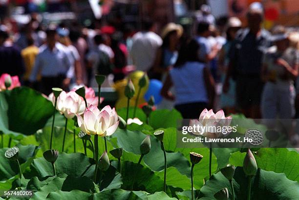 Twentysecond annual Lotus Festival highlighting the Beauty and Charm of Asian Culture will feature dance, music and crafts. Pic. Shows lotus in full...