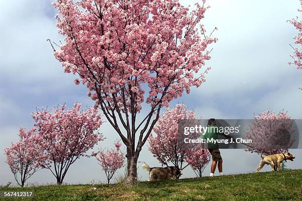 The Pink Cloud variety of the Japanese Cherry Blossom trees are in bloom at Lake Balboa providing a colorful backdrop for visitors to the recreation...