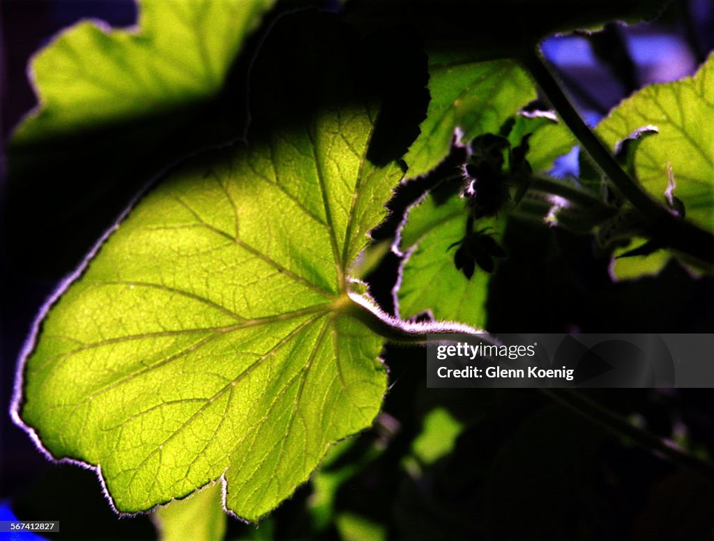 LS.Herbs.Geranium.0324.GK–The peppermint geranium at RogerÕs Gardens, Newport Beach. Reporter: