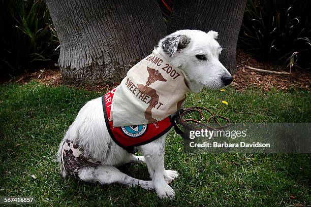 Year-old "Sweetheart", who was severely burned and treated by Dr. A. Richard Grossman, also attended the LAFD memorial April 13, 2014 for Dr. A....