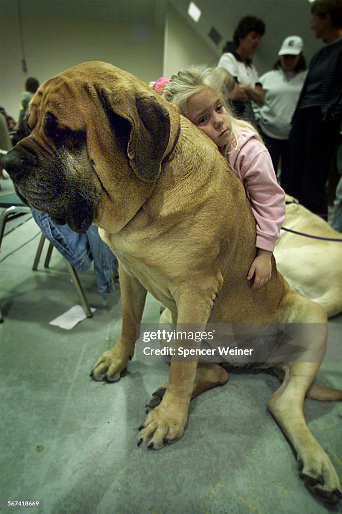 Ashley Weatherford,4, of Ventura gets cozy with 'Cagney' , a sixyearold Mastiff. The dog's owner, 