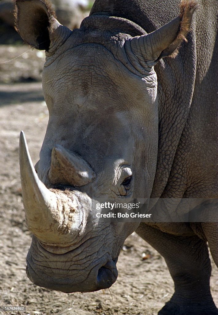 ME.Rhinos/ endangered.2/4.BG.24dec95A Northern White Rhino at the San Diego Wild Animal Park keeps