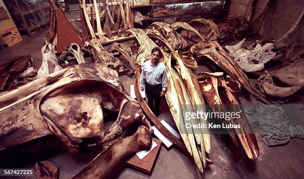 Whales.1.kl.11/14/97LOS ANGELESJohn E. Heyning, curator of mammals at the county Natural History Museum, stands amid collectionm of whale skulls...