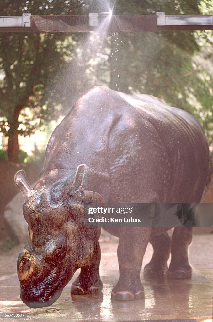 Rhino washTerai, an Asian Rhino keeps cool under shower in its compound at the Los Angeles Zoo.