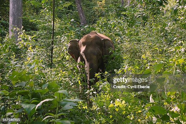 asian elephant in forest - cyril eberle stockfoto's en -beelden