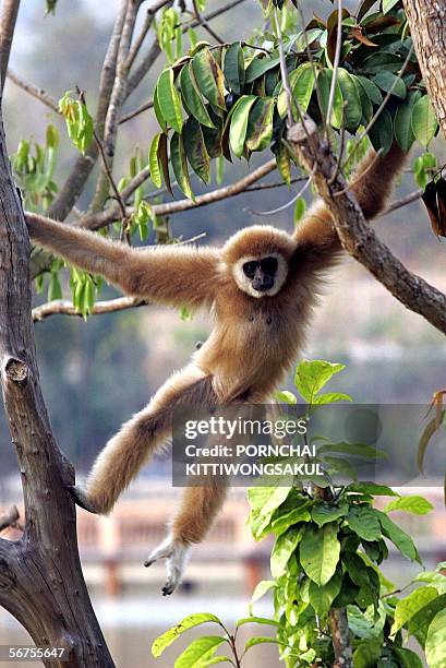 Gibbon jumps on a tree in a display in the Chiang Mai province of northern Thailand, 06 February 2006. A Thai zoo that outraged conservationists with...