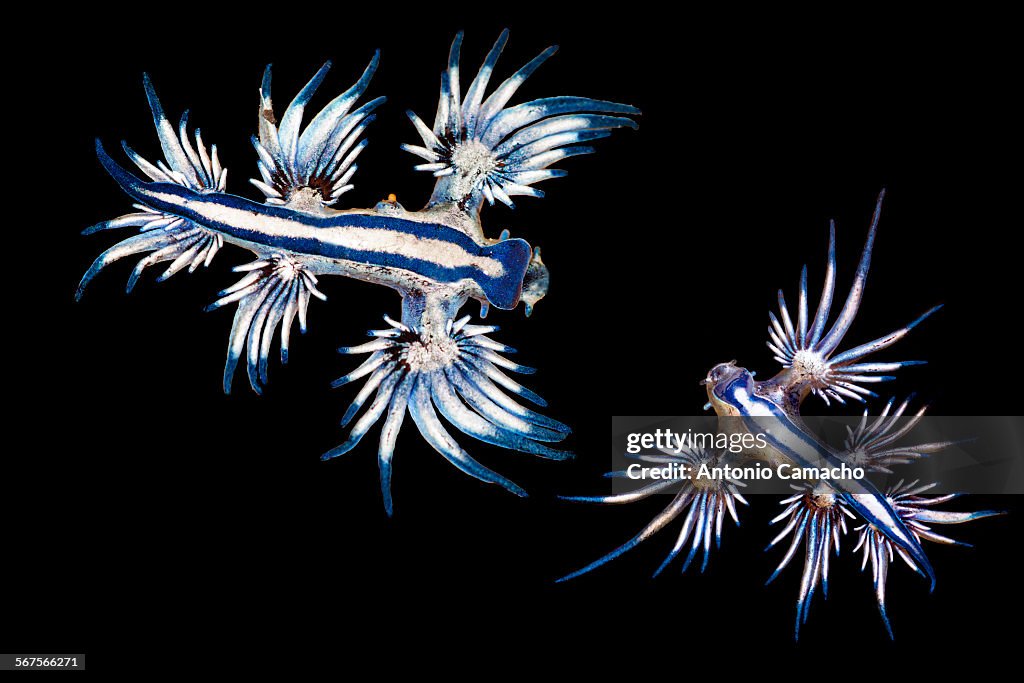 Glaucus atlanticus