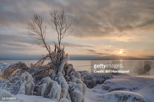 tree in ice on lake shore at dusk - cobourg ストックフォトと画像