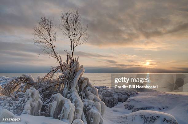 tree in ice on lake shore at dusk - cobourg imagens e fotografias de stock