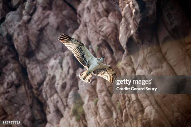 wester osprey flying along a cliff - fischadler stock-fotos und bilder