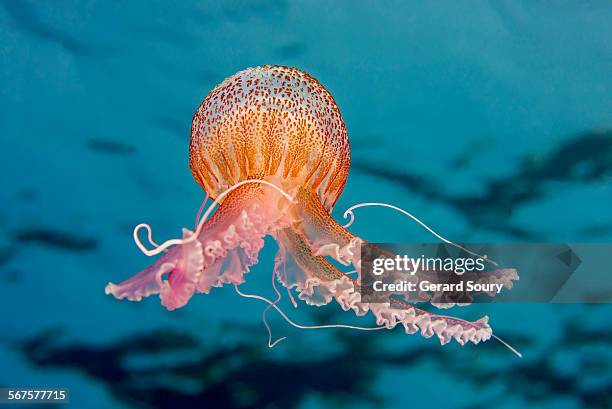 purple-striped jelly fish - jellyfish - fotografias e filmes do acervo