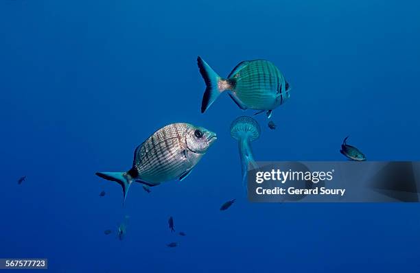 purple-striped jelly fish attacked by sea-breams - sparidae stock pictures, royalty-free photos & images