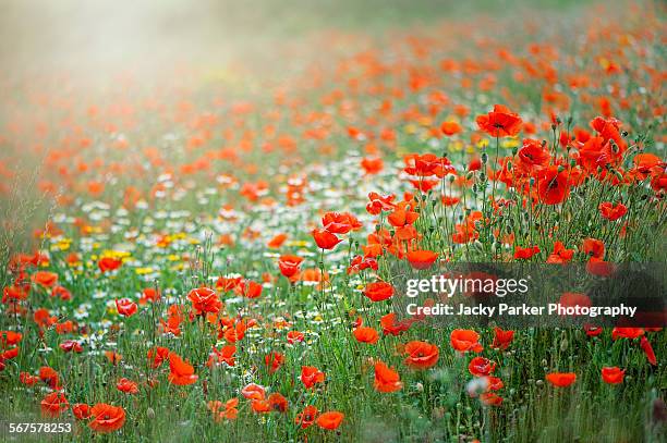 a field of red poppies - poppy day stock pictures, royalty-free photos & images