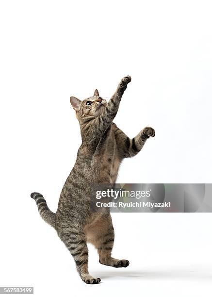 tabby cat - cat and white background stockfoto's en -beelden