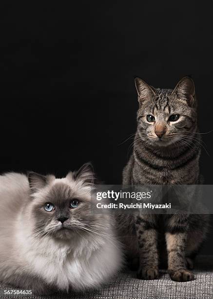 Two Ragdolls Two Ragdoll Cats Photos and Premium High Res Pictures - Getty Images