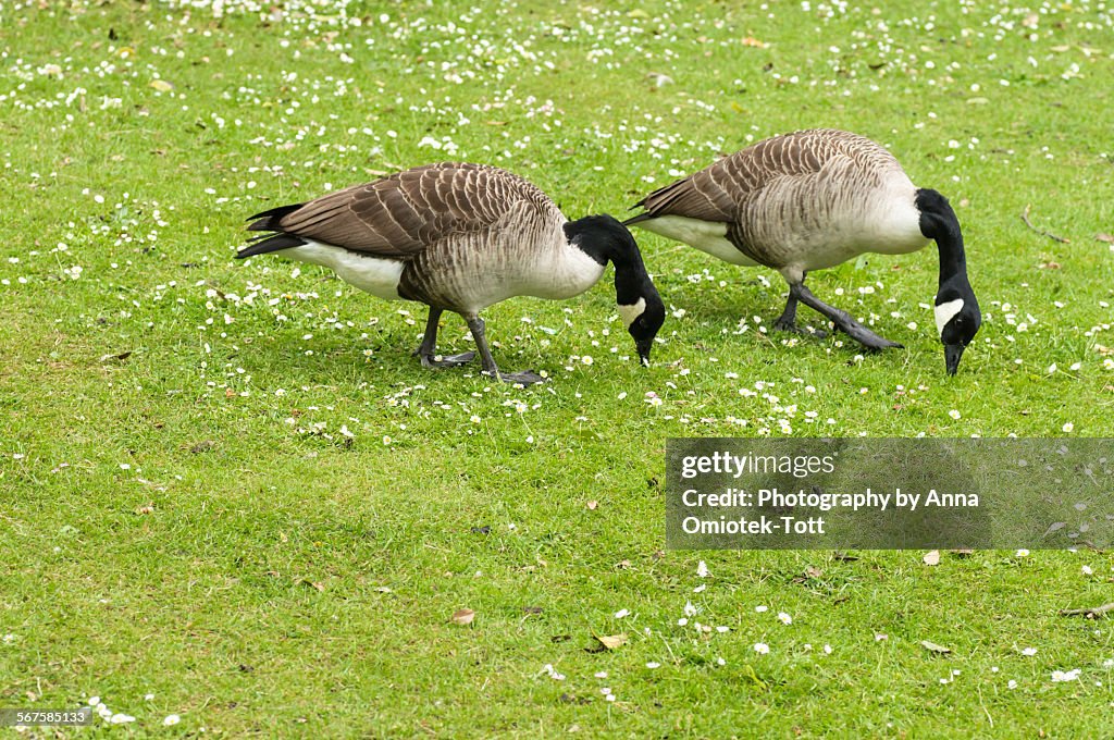 Two geese grazing