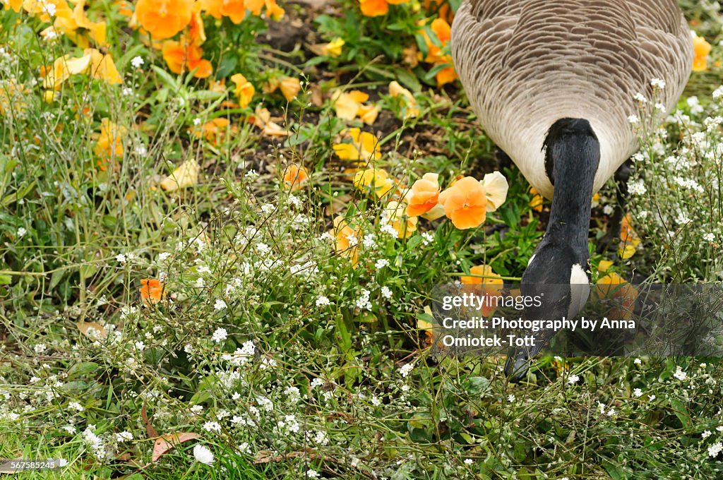 A Goose In Flowers