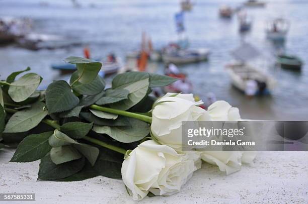 white rose - iemanja imagens e fotografias de stock